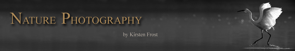 Kirsten Frost Nature Photography | South Africa